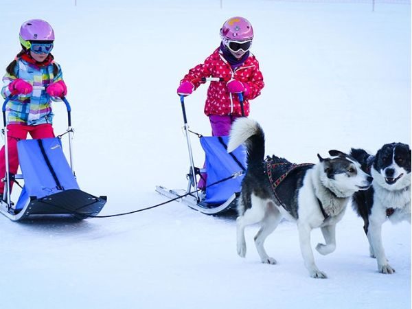chien traineau v2